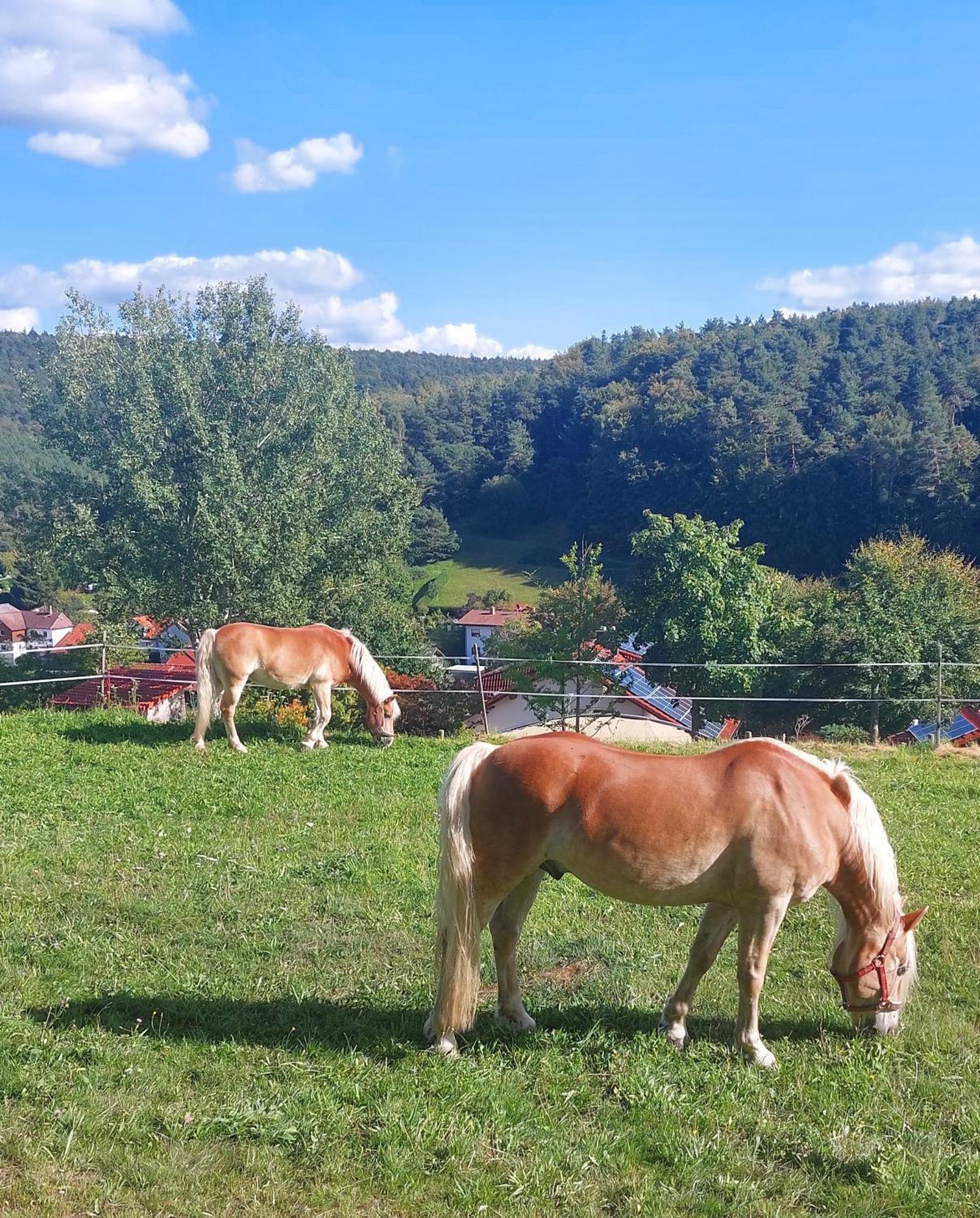 Bergfeldhof Villa Haingrund Kültér fotó